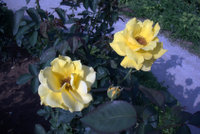 ローズガーデン